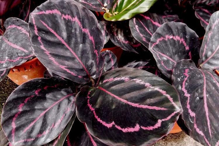 Calathea - foto Calathea - foto