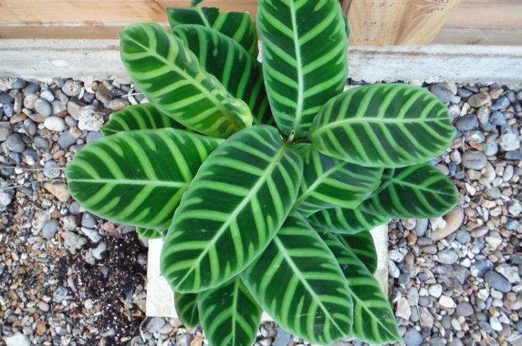 Calathea - foto Calathea - foto