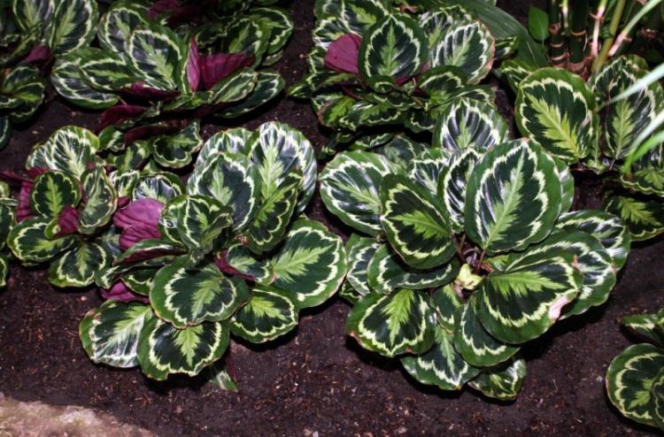Calathea - foto Calathea - foto