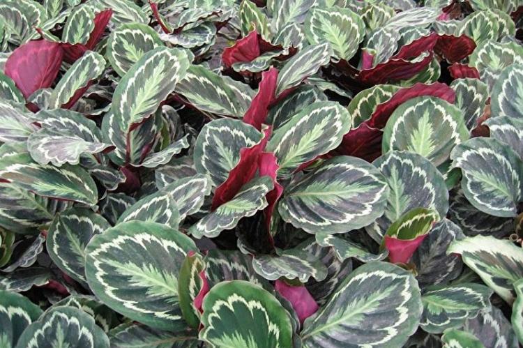 Calathea - foto Calathea - foto