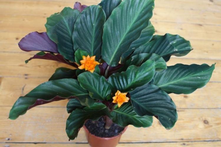 Calathea - foto Calathea - foto