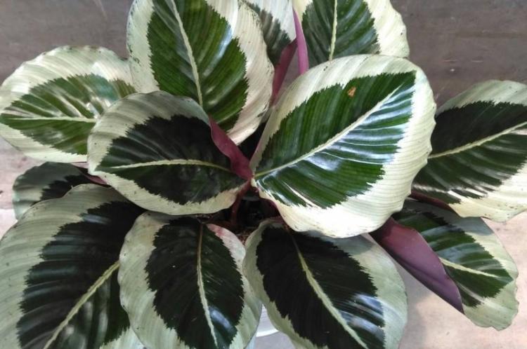Calathea - foto Calathea - foto