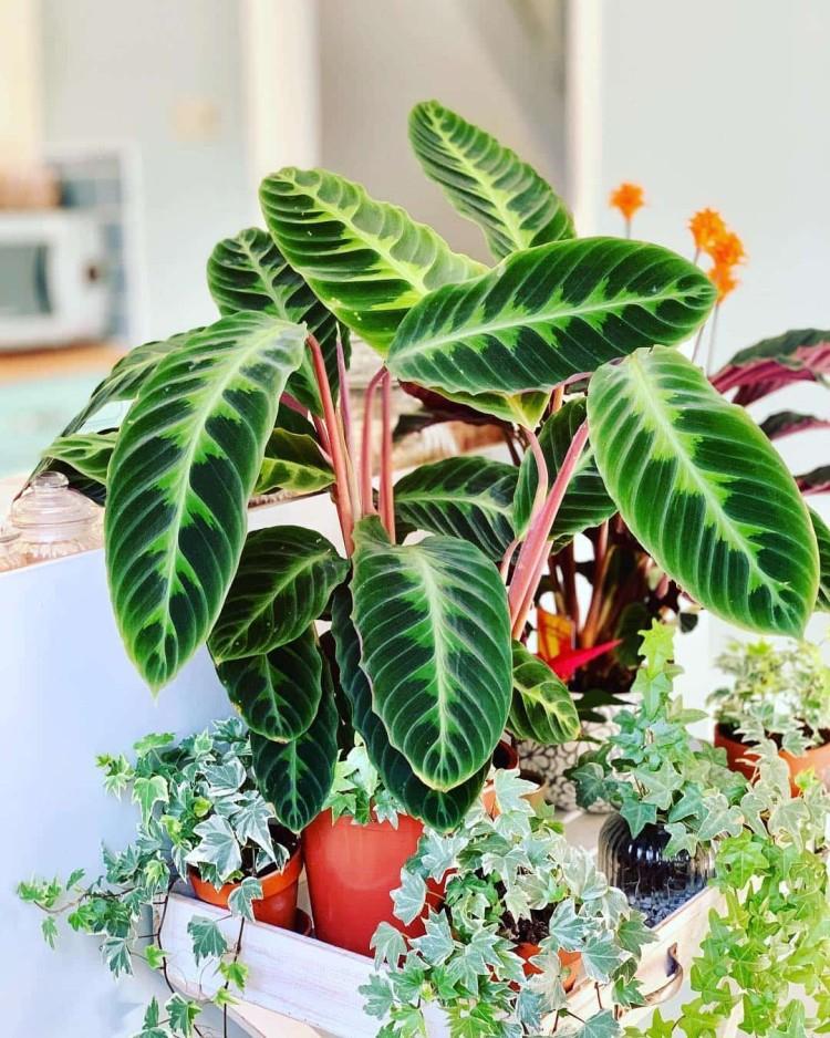 Calathea - foto Calathea - foto