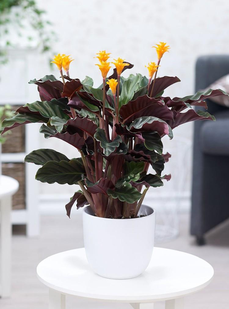 Calathea - foto Calathea - foto