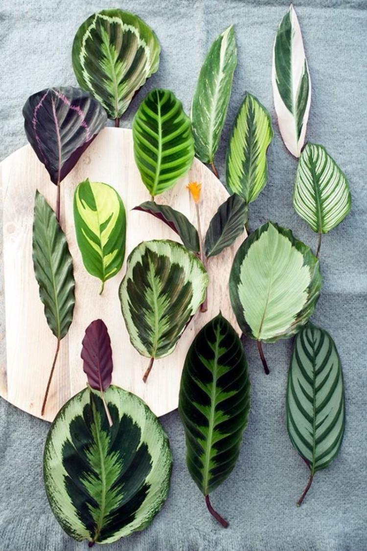 Calathea - foto Calathea - foto