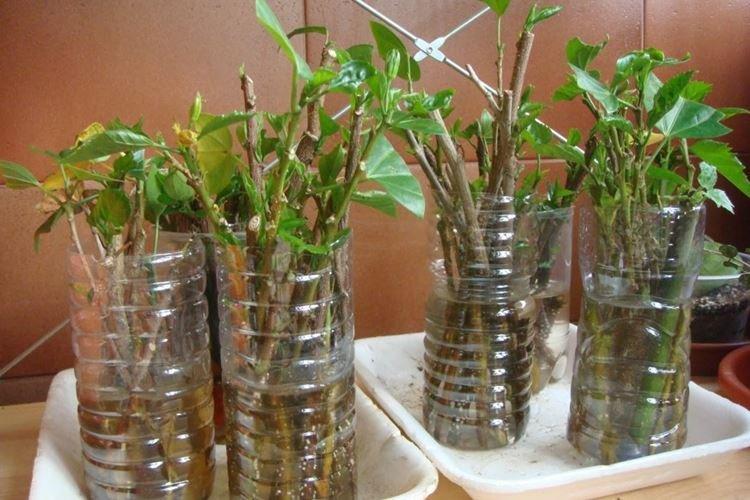 Transplantácia a reprodukcia - starostlivosť o čínsku ružu Transplantácia a reprodukcia - starostlivosť o čínsku ružu