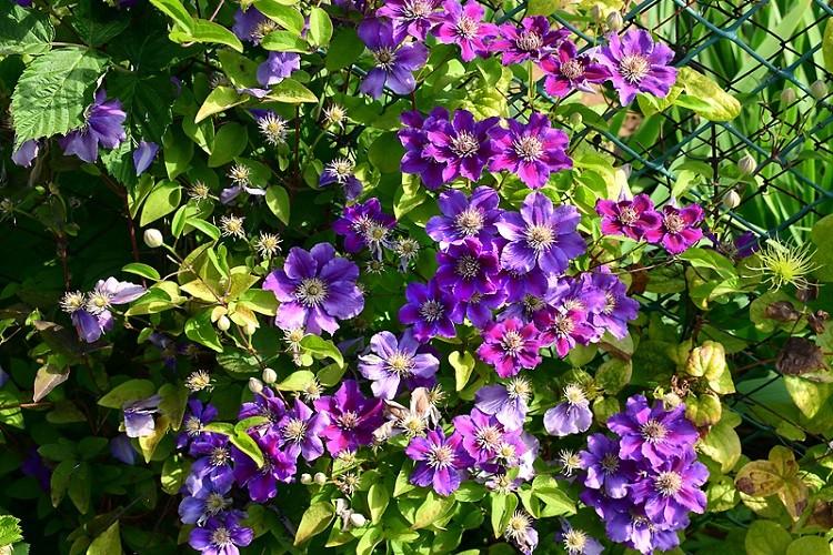 Clematis (80 fotografií): druhy a odrody, ako sa starať Clematis (80 fotografií): druhy a odrody, ako sa starať