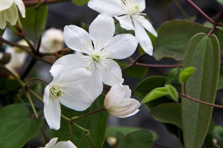 Clematis Armanda - druhy plamienkov Clematis Armanda - druhy plamienkov