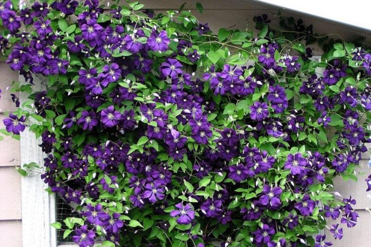 Clematis Zhakmana - druhy plamienkov Clematis Zhakmana - druhy plamienkov