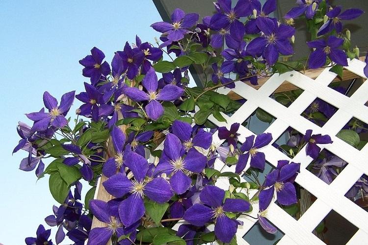 Clematis Zhakmana - druhy plamienkov Clematis Zhakmana - druhy plamienkov