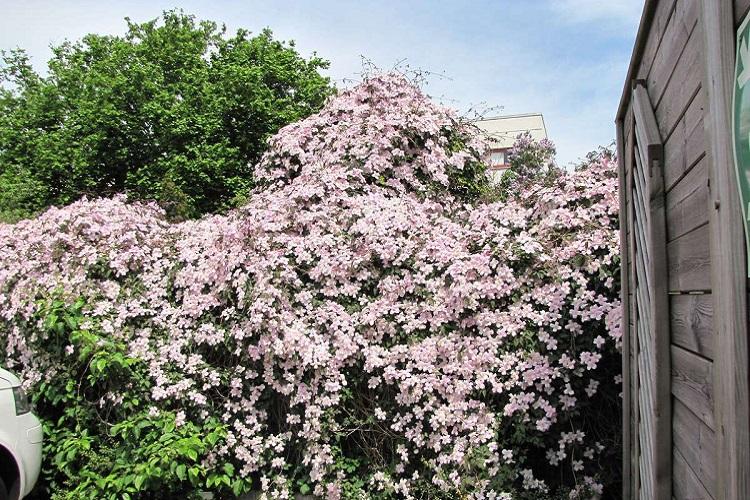 Hora Clematis - druhy plamienkov Hora Clematis - druhy plamienkov