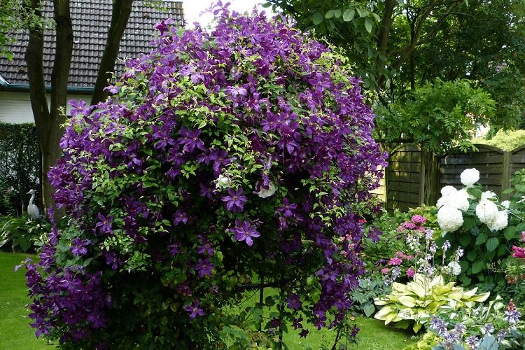 Clematis Viticella - druhy plamienkov Clematis Viticella - druhy plamienkov