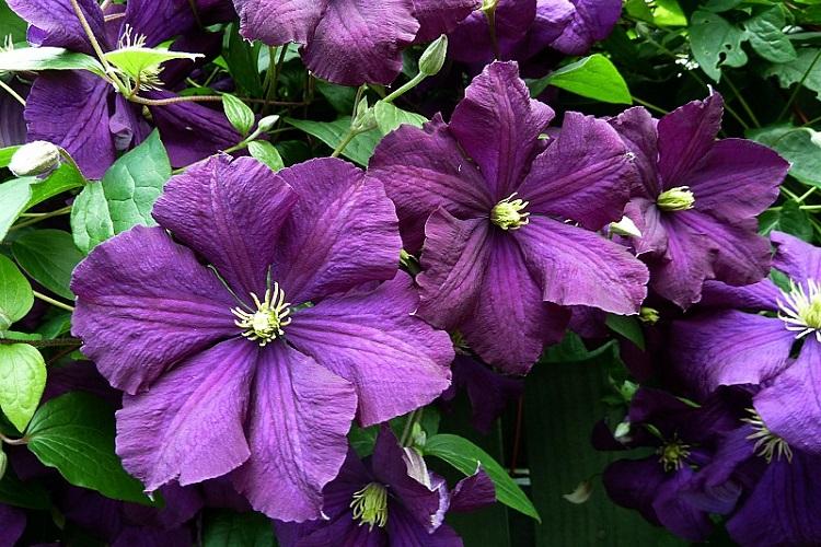 Clematis Viticella - druhy plamienkov Clematis Viticella - druhy plamienkov