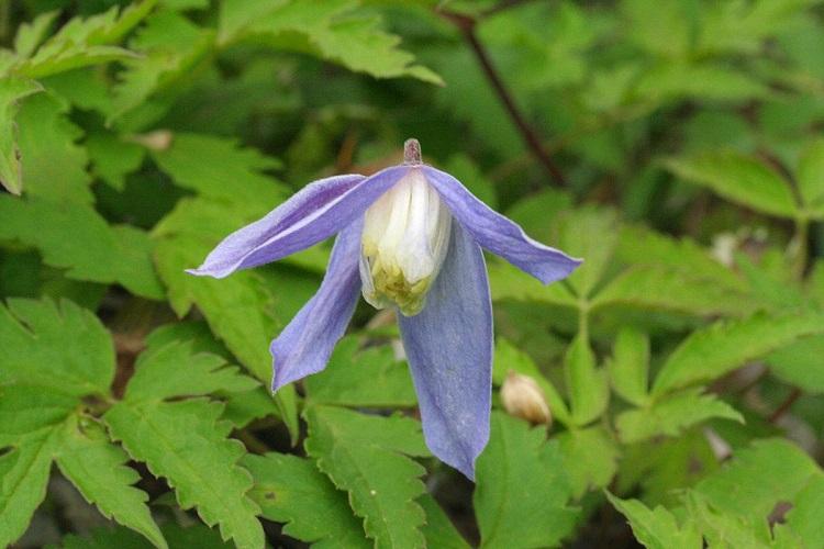 Clematis alpine - druhy plamienkov Clematis alpine - druhy plamienkov