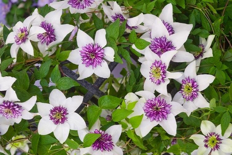 Clematis Flowery - druhy plamienkov Clematis Flowery - druhy plamienkov