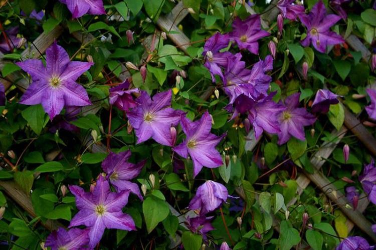 Clematis - fotografia Clematis - fotografia
