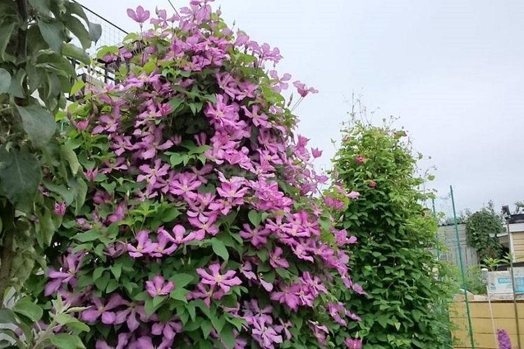 Clematis - fotografia Clematis - fotografia