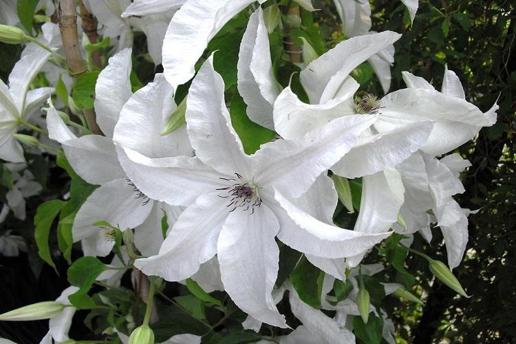 Clematis - fotografia Clematis - fotografia