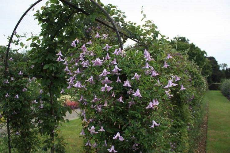 Clematis - fotografia Clematis - fotografia