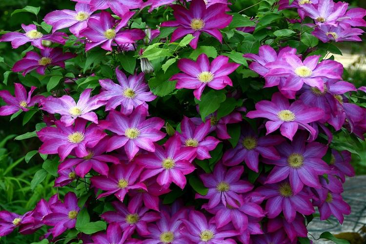 Clematis - fotografia Clematis - fotografia
