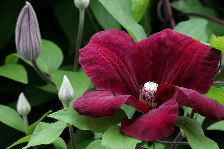 Clematis - fotografia Clematis - fotografia