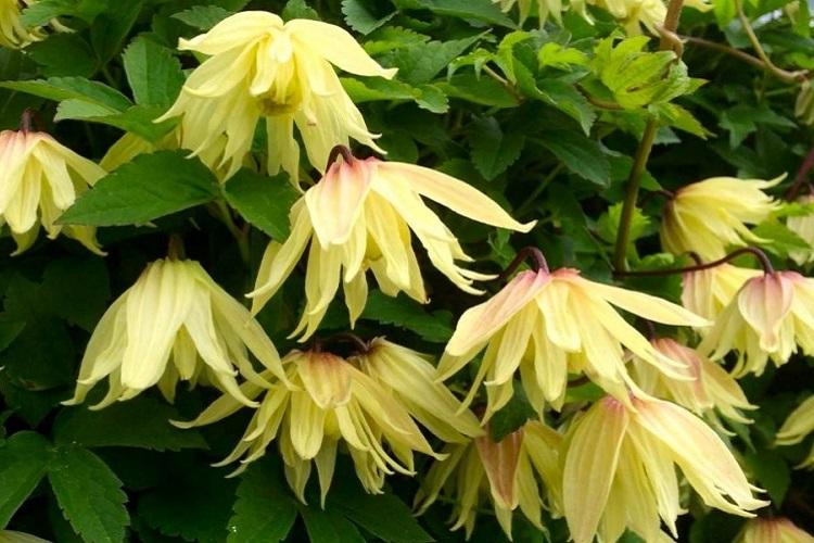 Clematis - fotografia Clematis - fotografia