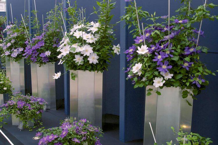 Clematis - fotografia Clematis - fotografia