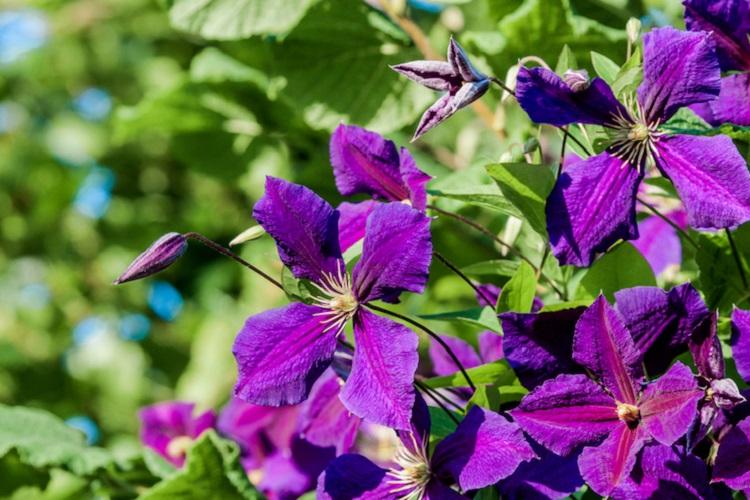 Clematis - fotografia Clematis - fotografia