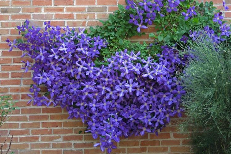 Clematis - fotografia Clematis - fotografia