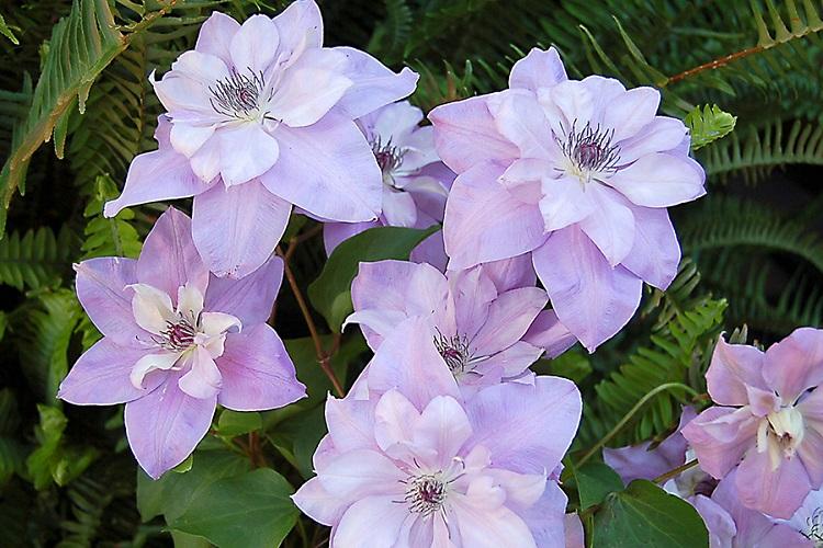 Clematis - fotografia Clematis - fotografia