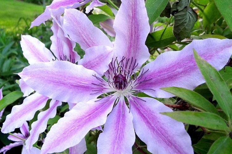 Clematis - fotografia Clematis - fotografia