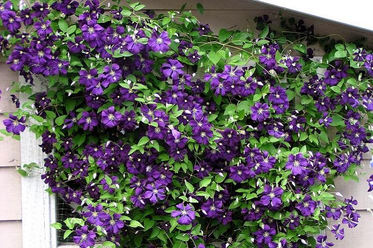 Clematis - fotografia Clematis - fotografia