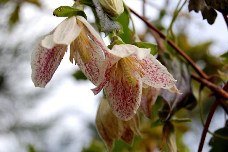 Clematis - fotografia Clematis - fotografia
