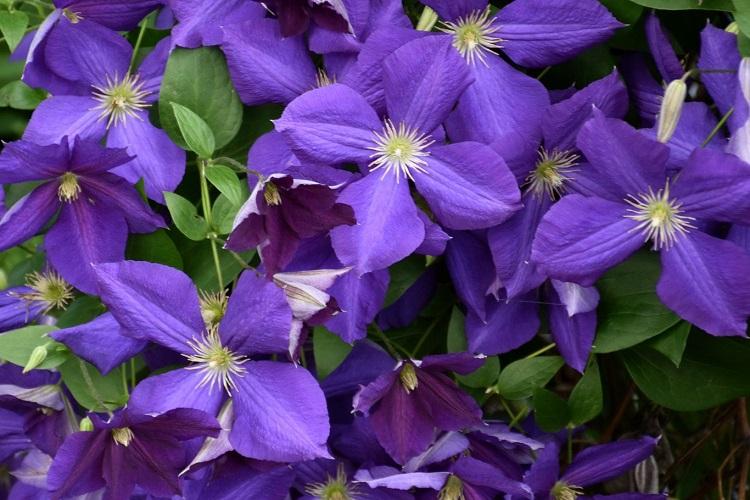 Clematis - fotografia Clematis - fotografia