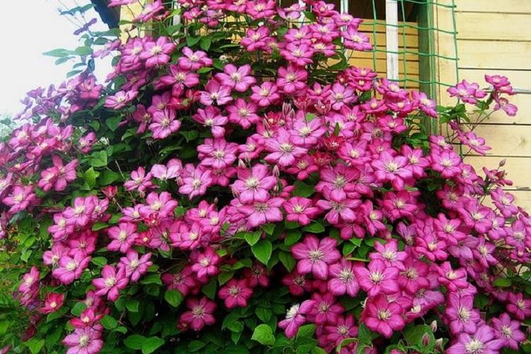 Clematis - fotografia Clematis - fotografia