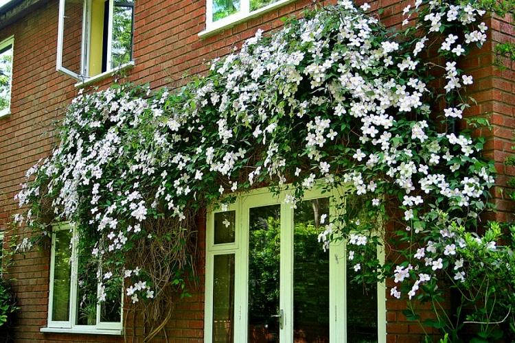 Clematis - fotografia Clematis - fotografia