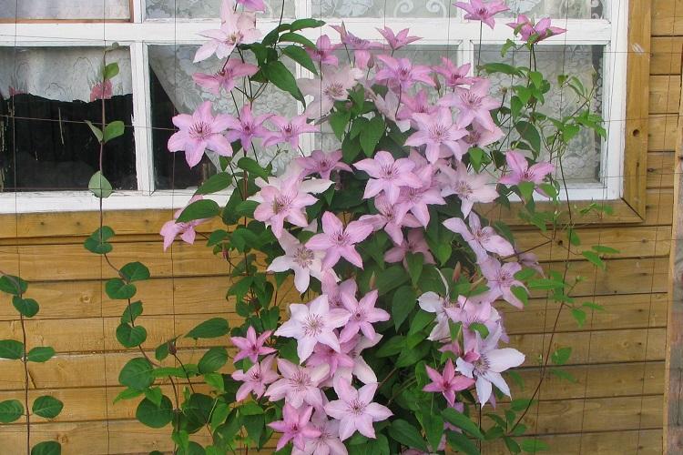 Clematis - fotografia Clematis - fotografia