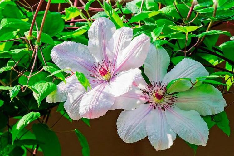 Clematis - fotografia Clematis - fotografia
