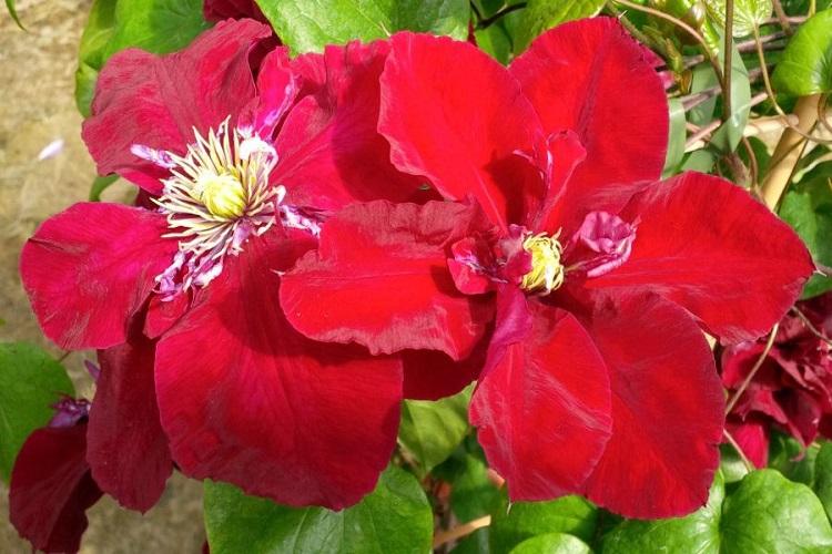 Clematis - fotografia Clematis - fotografia