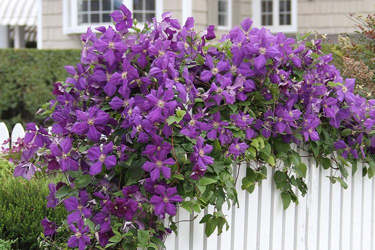 Clematis - fotografia Clematis - fotografia