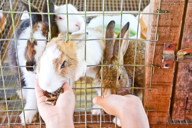 Klietkové klietky - králičie klietky pre domácich majstrov Klietkové klietky - králičie klietky pre domácich majstrov