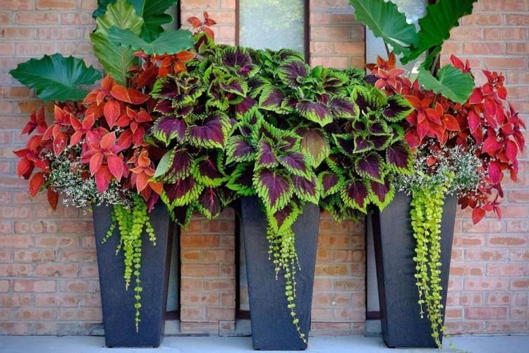 Coleus (60 fotografií): typy a vlastnosti starostlivosti Coleus (60 fotografií): typy a vlastnosti starostlivosti