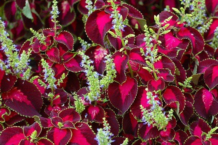 Všeobecné informácie - Coleus Všeobecné informácie - Coleus