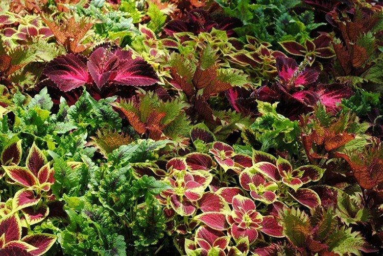 Všeobecné informácie - Coleus Všeobecné informácie - Coleus