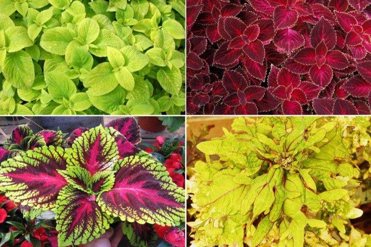 Coleus Blume - druhy Coleus Coleus Blume - druhy Coleus