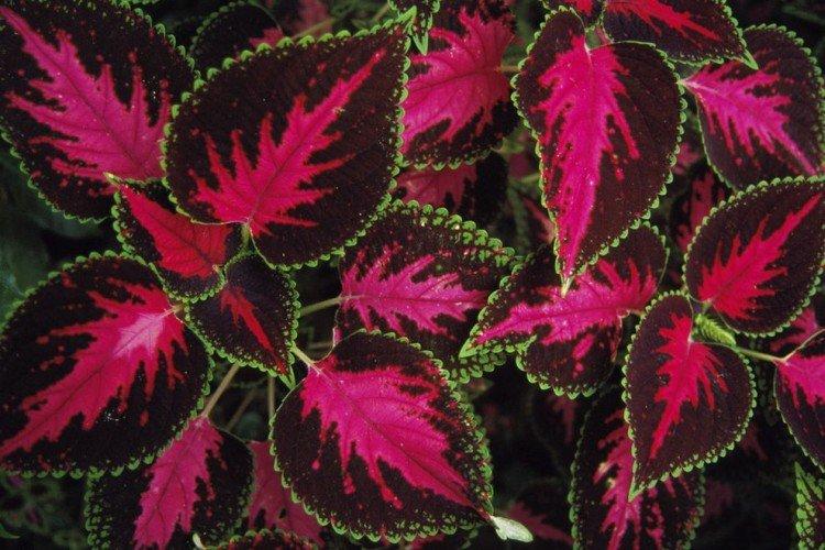 Coleus Vershaffelt - druhy Coleus Coleus Vershaffelt - druhy Coleus