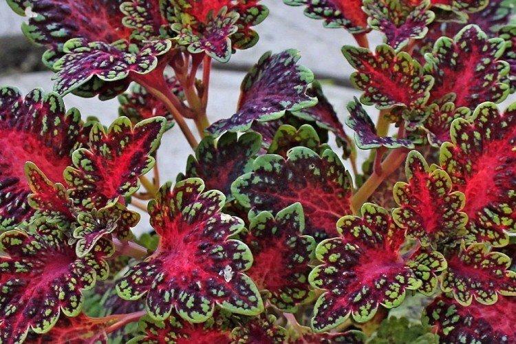 Hybridný Coleus - druhy Coleus Hybridný Coleus - druhy Coleus