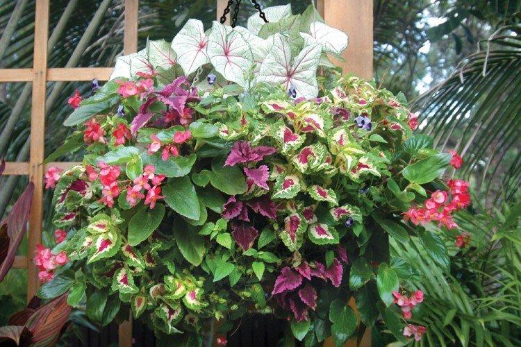 Ampel Coleus - druhy Coleus Ampel Coleus - druhy Coleus