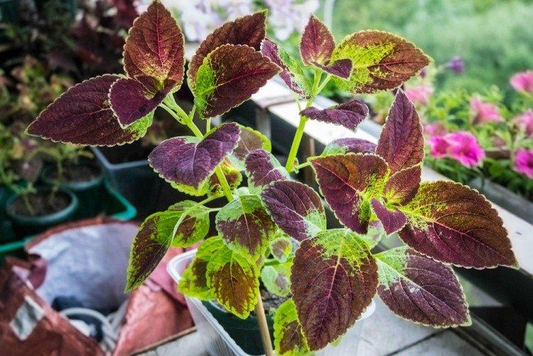 Teplota - Coleus Care Teplota - Coleus Care