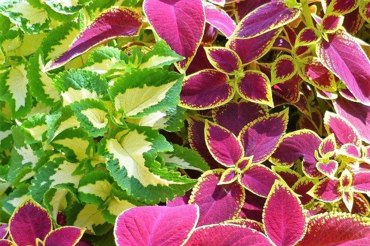 Osvetlenie - starostlivosť o Coleus Osvetlenie - starostlivosť o Coleus